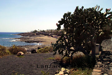 Ein riesiger Kakteen Baum und auf dem Boden zu sehen der dicke Schlauch für die Bewässerung auf der kanarischen Insel Lanzarote am Strand. Im Hintergrund erkennt man die Küstenlinie mit deren Stränden die mit Palmen gesäumt sind.