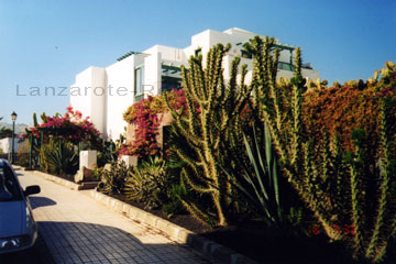 Spektakuläre Kakteen und Farben prächtige Blumen in einem Garten von einem Ferienhaus auf der kanarischen Insel Lanzarote.