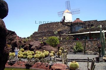 Ausflug und hier auf dem Bild die Kakteen vom Jardin de Cactus Kakteengarten auf der kanarischen Insel Lanzarote. Im Hintergrund das Restaurant und die weiße Windmühle die das schöne Bild abrundet.