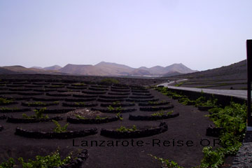 Weinberg auf der kanarischen Insel Lanzarote. Die Reben sind niedrig gehalten sodass die Wind-geschützt hinter halb-runden Steinen in einer Vertiefung stehen, der Boden ist mit den schwarzen Lavakügelchen abgedeckt.