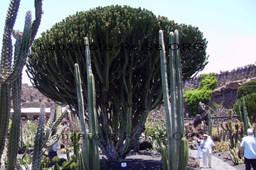Der Kaktus auf dem Bild ist etwa 7 Meter hoch und hat in etwa auch einen Durchmesser von sieben Meter. Neben dem Kaktus im Kakteen Garten, Jardin de Cactus auf dem Kanaren, Insel Lanzarote, da erkennt man als Größenvergleich die Besucher neben dem riesigen Kaktus.